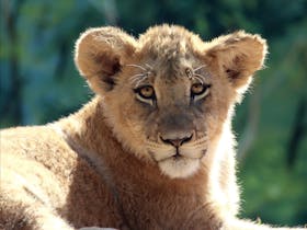 Billabong Zoo: Koala and Wildlife Park