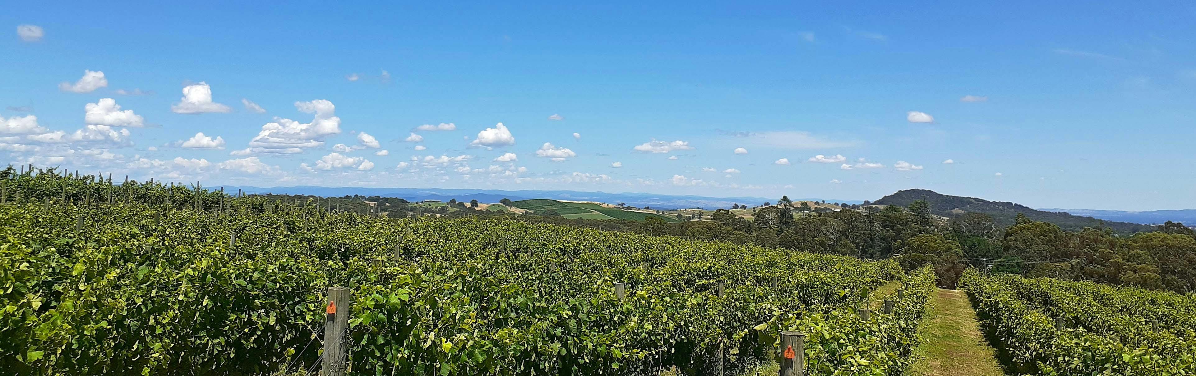 View from Willem Kurt vineyard February 2022