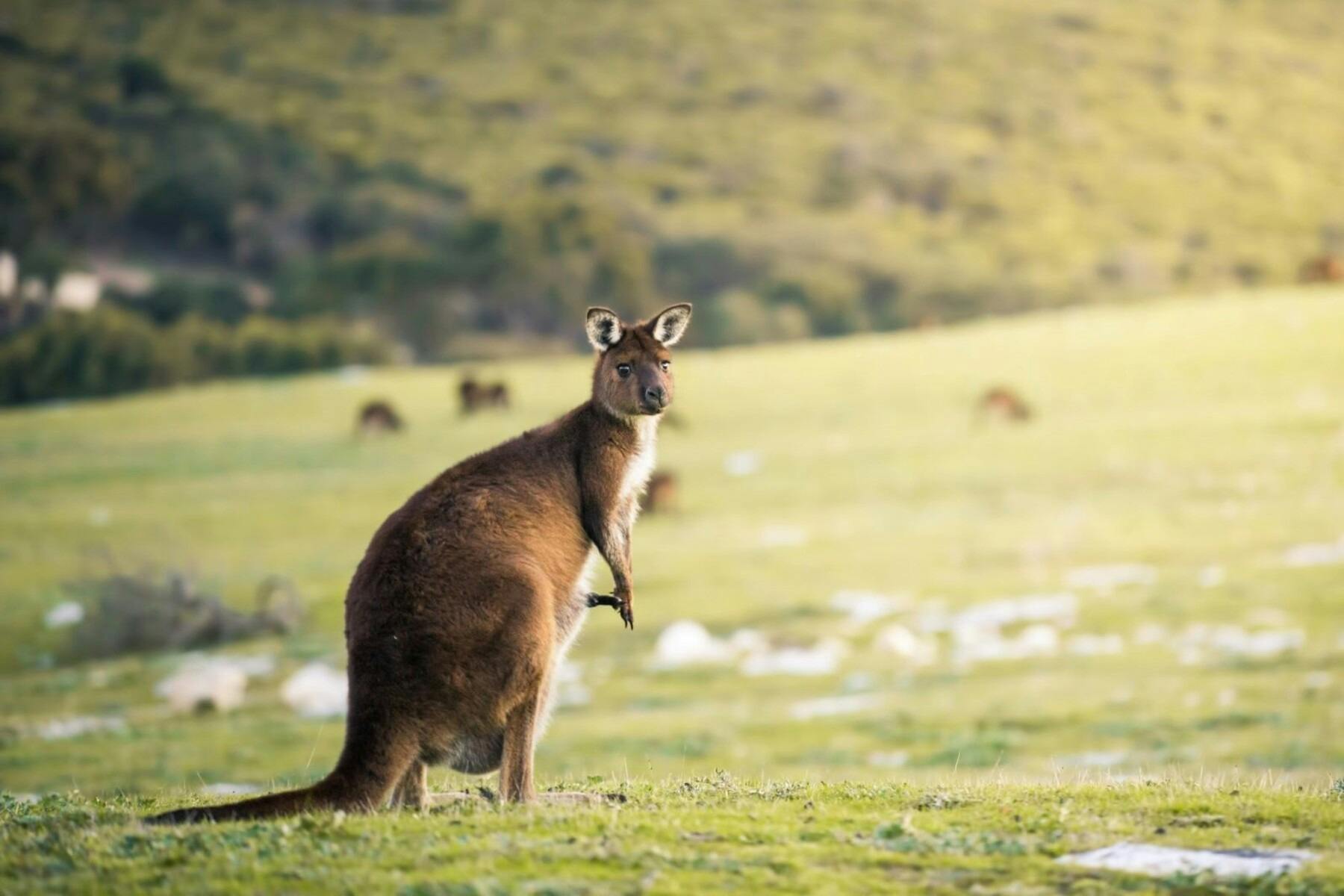 South Australia - Kangaroo Stokes Bay Kangaroo Island