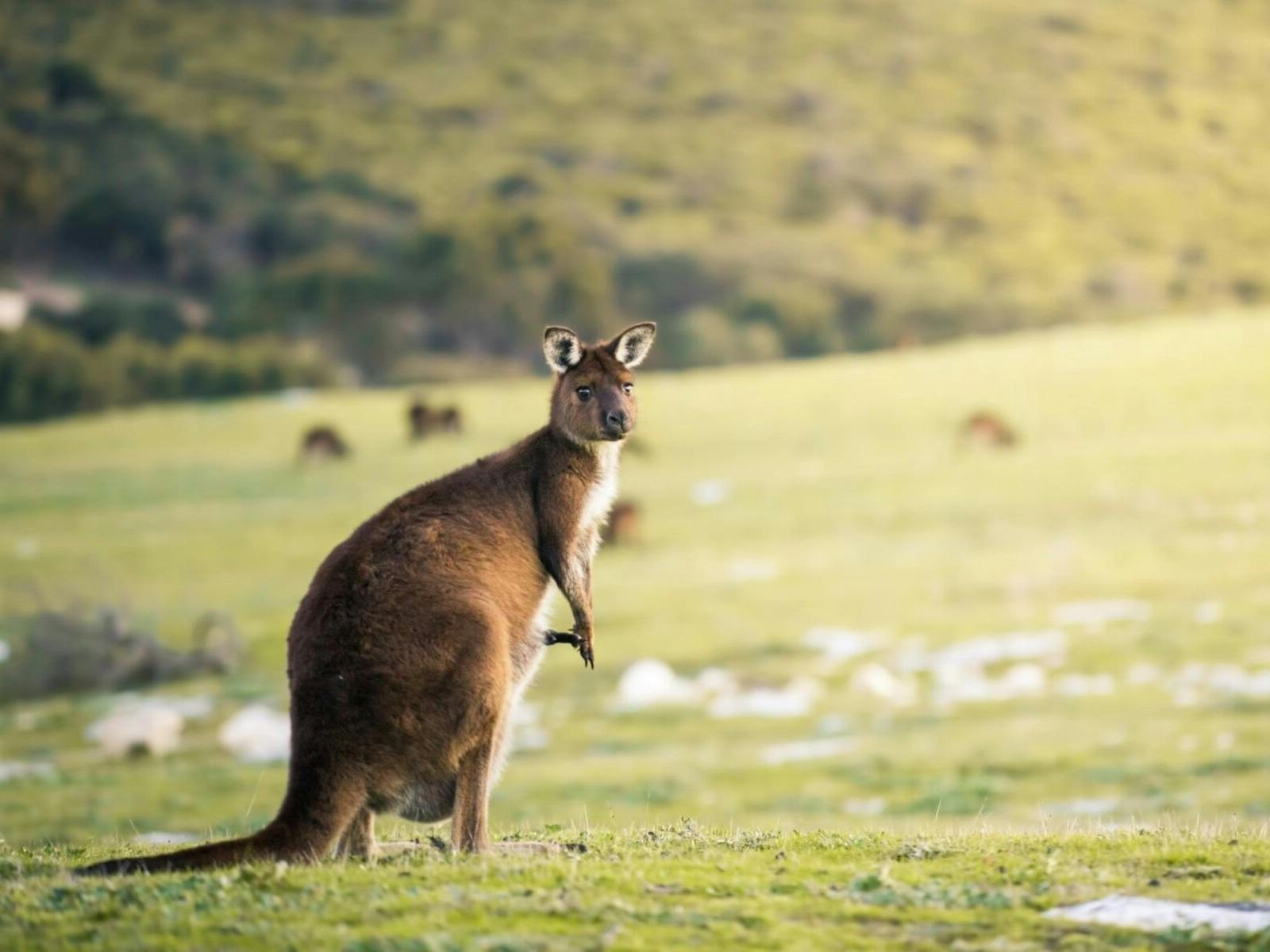 South Australia - Kangaroo Stokes Bay Kangaroo Island