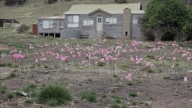 Drive Discovery North Flinders Island