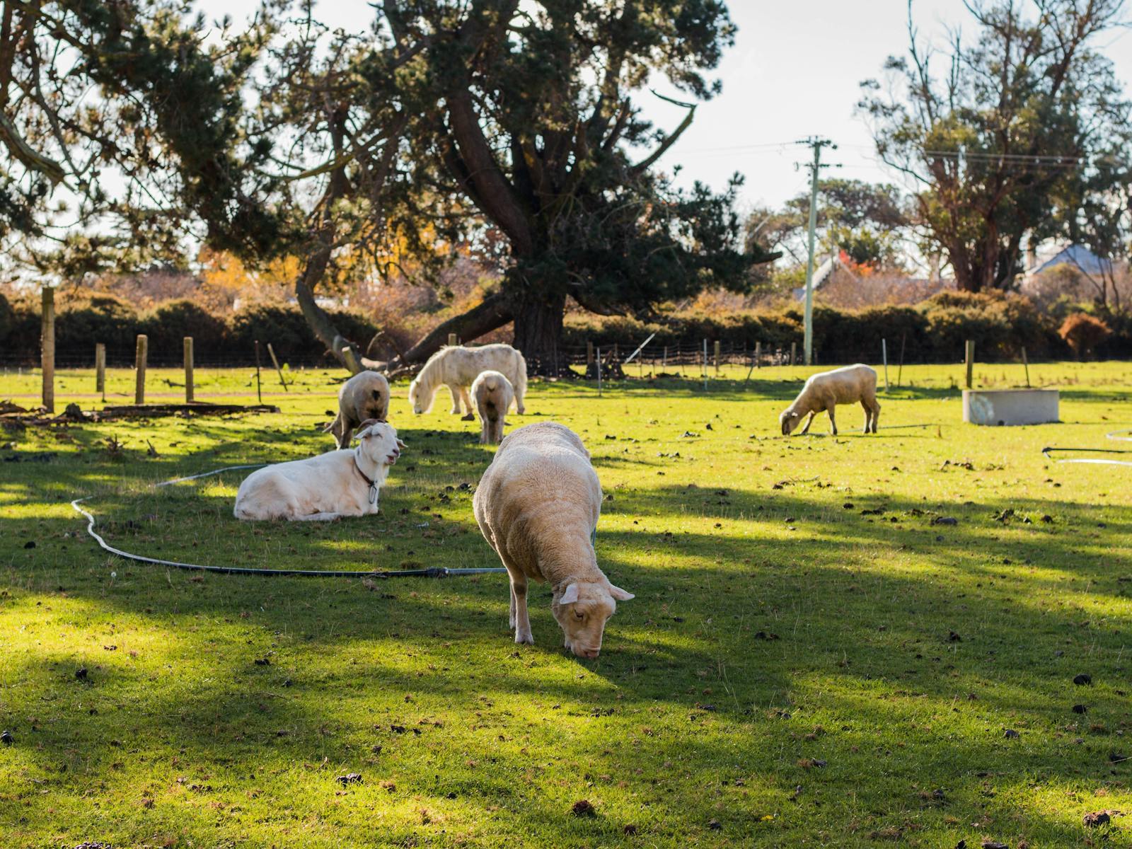 sheep and a goat grazing in a paddock