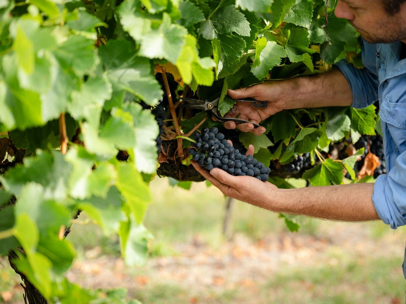 ブドウの木の中で