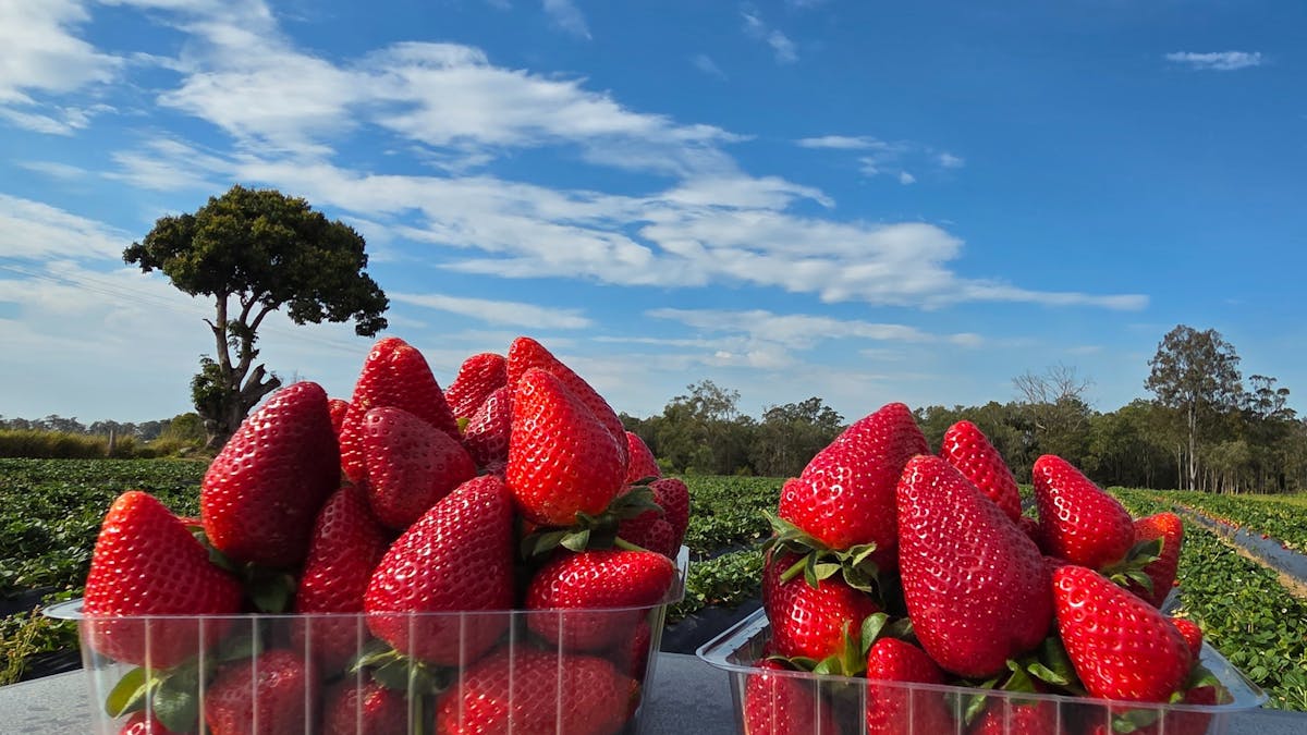 Large strawberries towering in Pick Your Own punnets