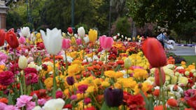 Toowoomba flowers day tour