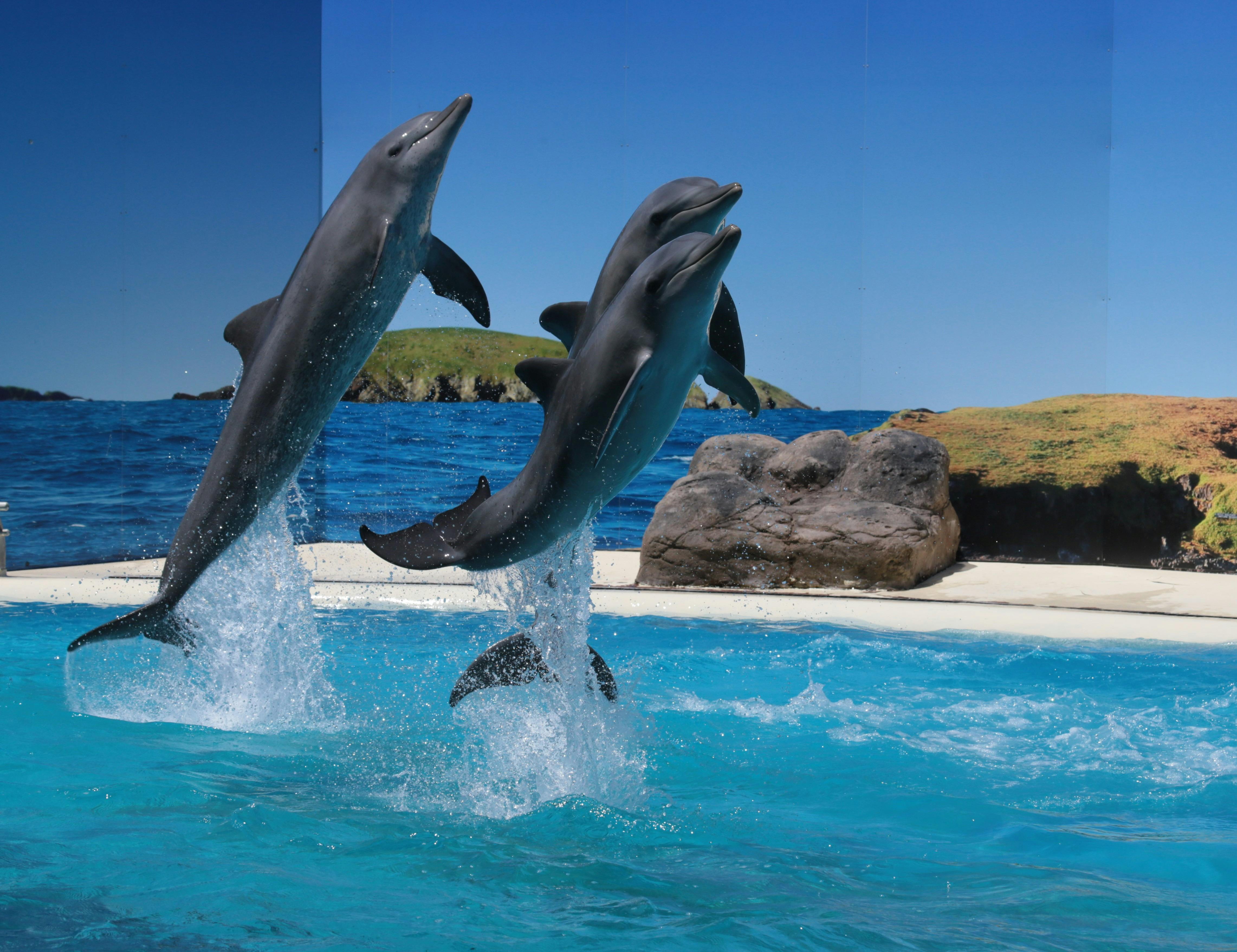 Dolphin Marine Conservation Park | NSW Holidays & Accommodation, Things