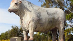 Rockhampton Bull Statues