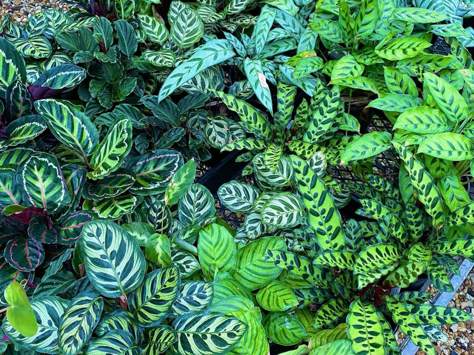 a photo taken from above of lots of green leafy plants