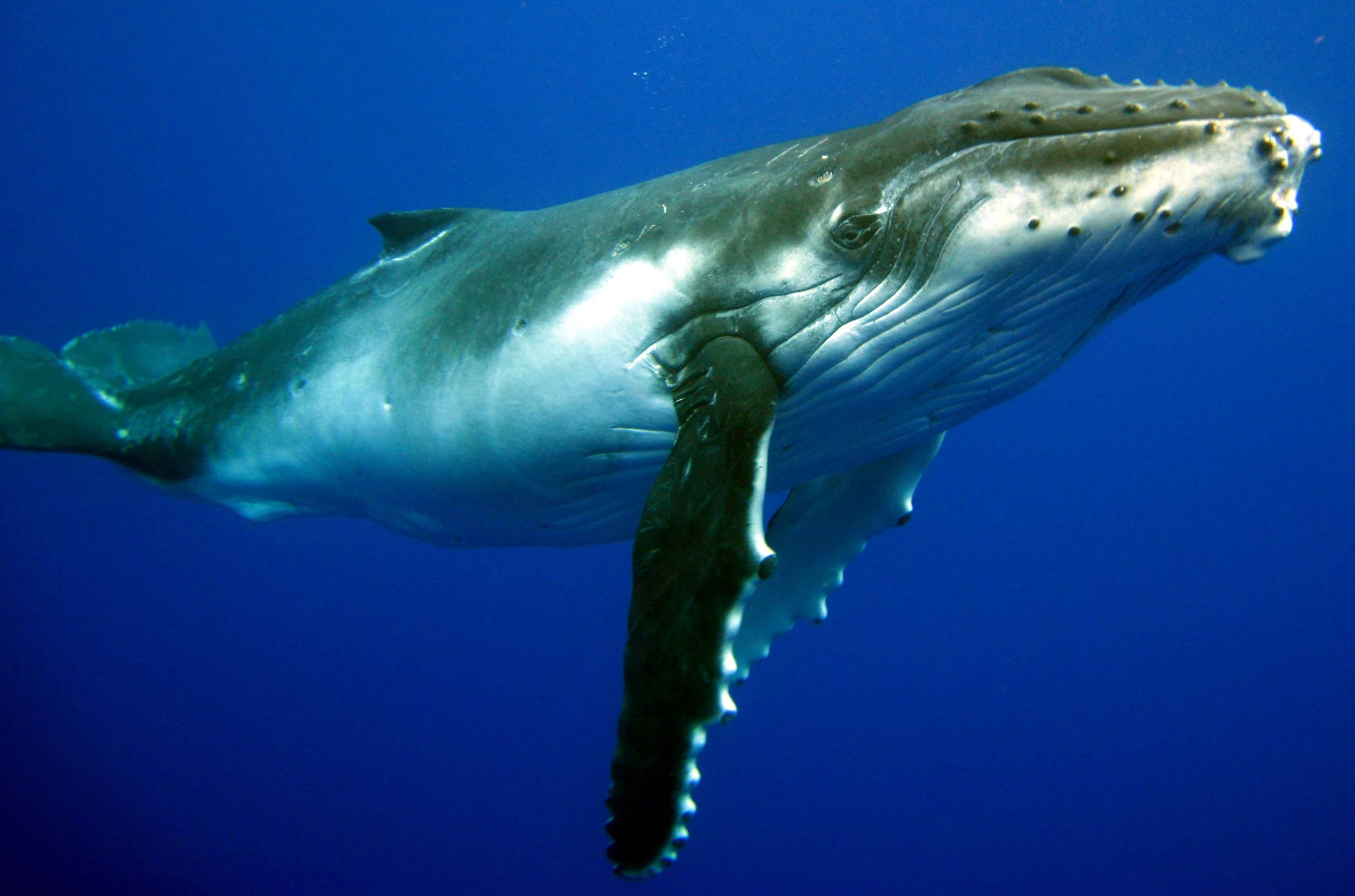 Three Islands Whale Shark Dive, Exmouth, Western Australia