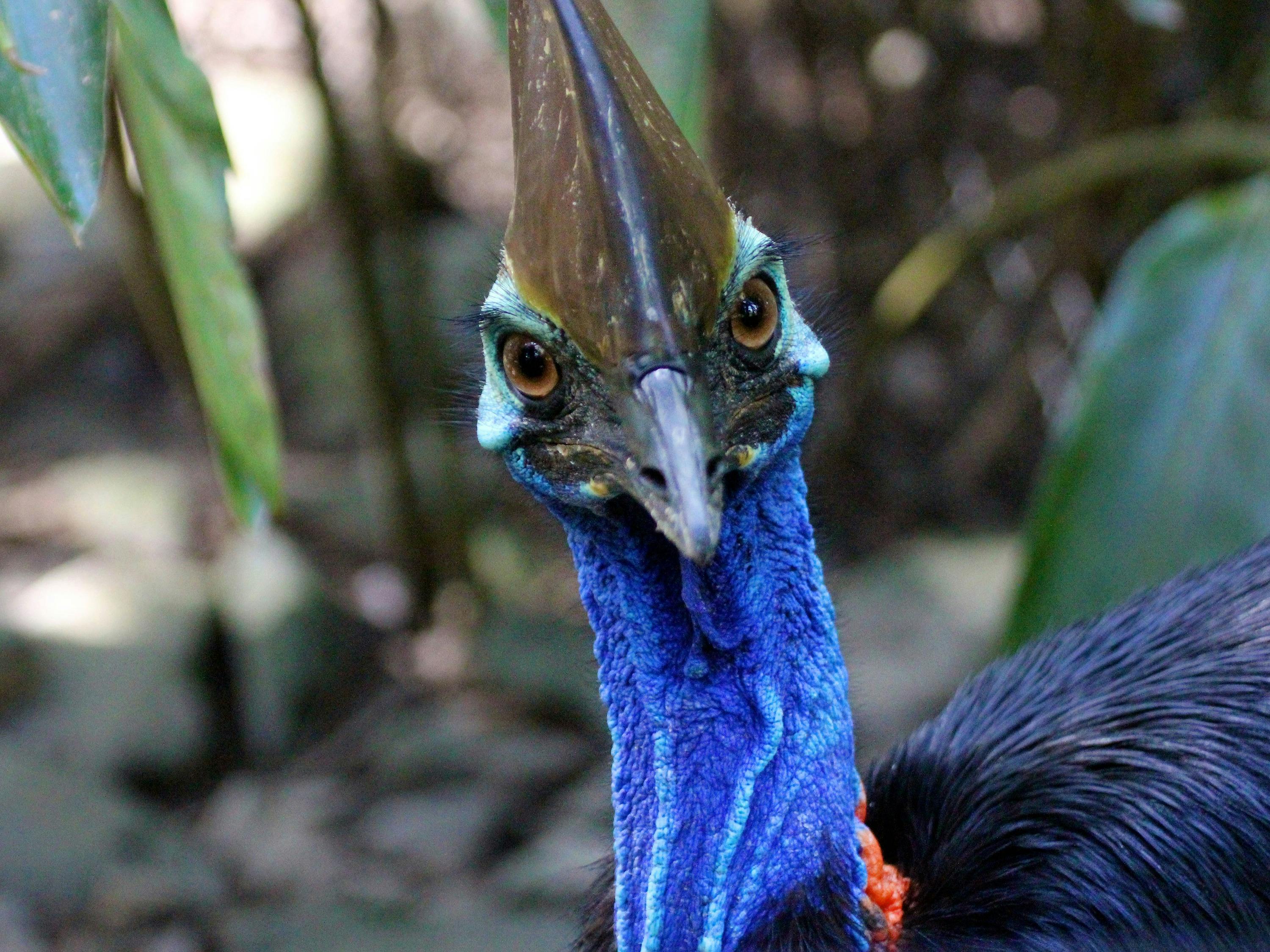 See the endangered Southern Cassowary at Wildlife Habitat