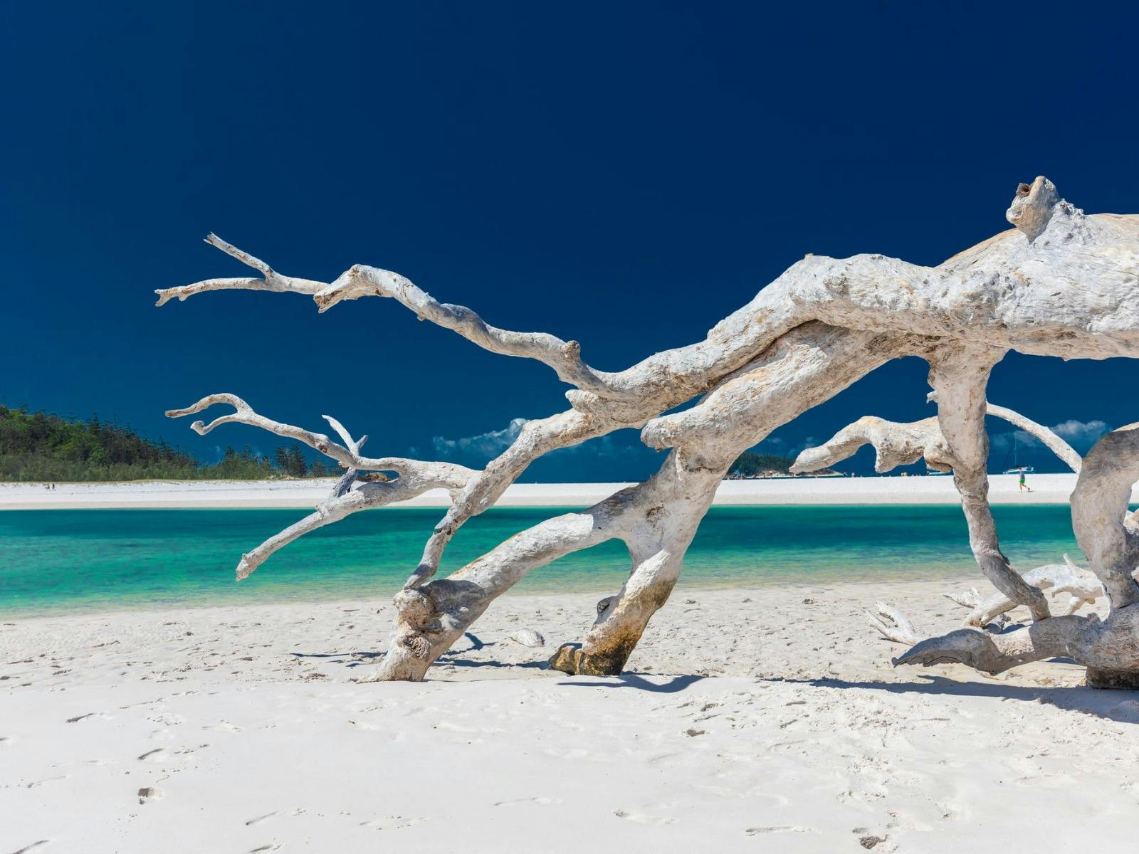 Fallen tree at Hill Inlet