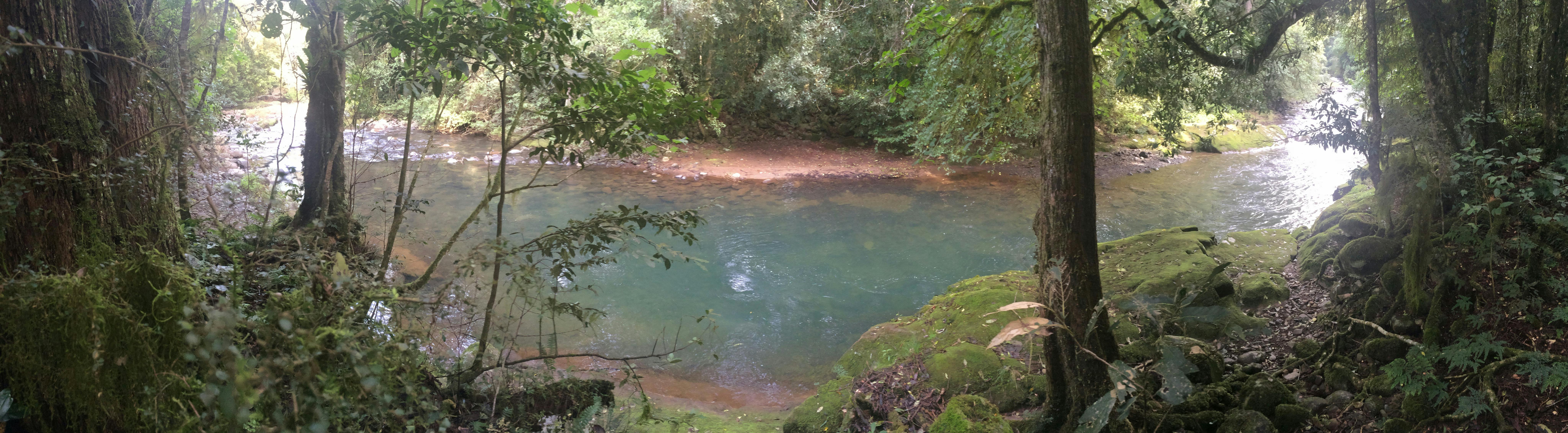 Chichester State Forest - Allyn River
