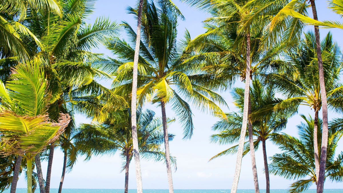 Lancemore Alamanda Palm Cove Conferencing Relax Paradise