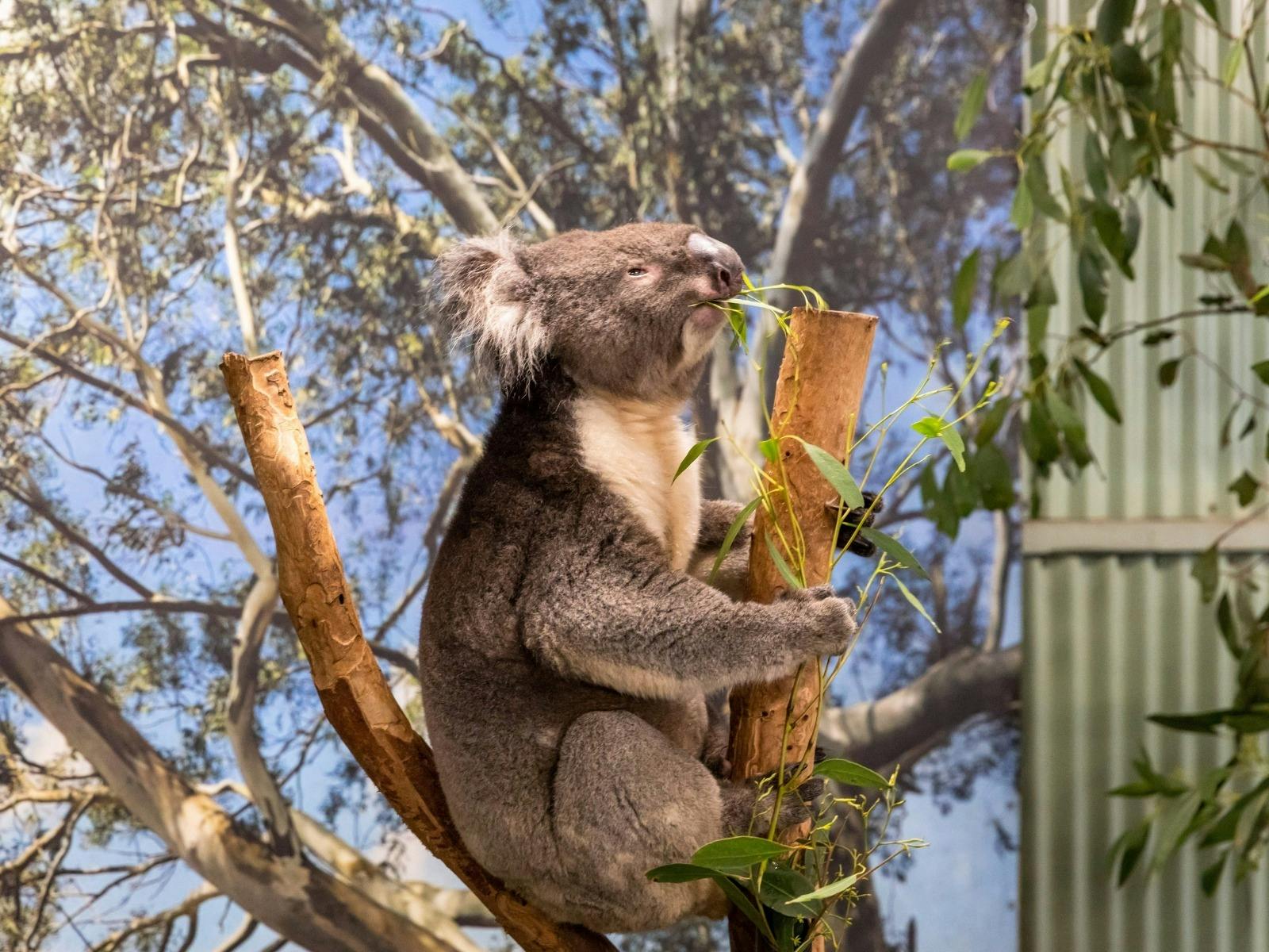 Behind-the-scenes native wildlife encounter with zookeeper