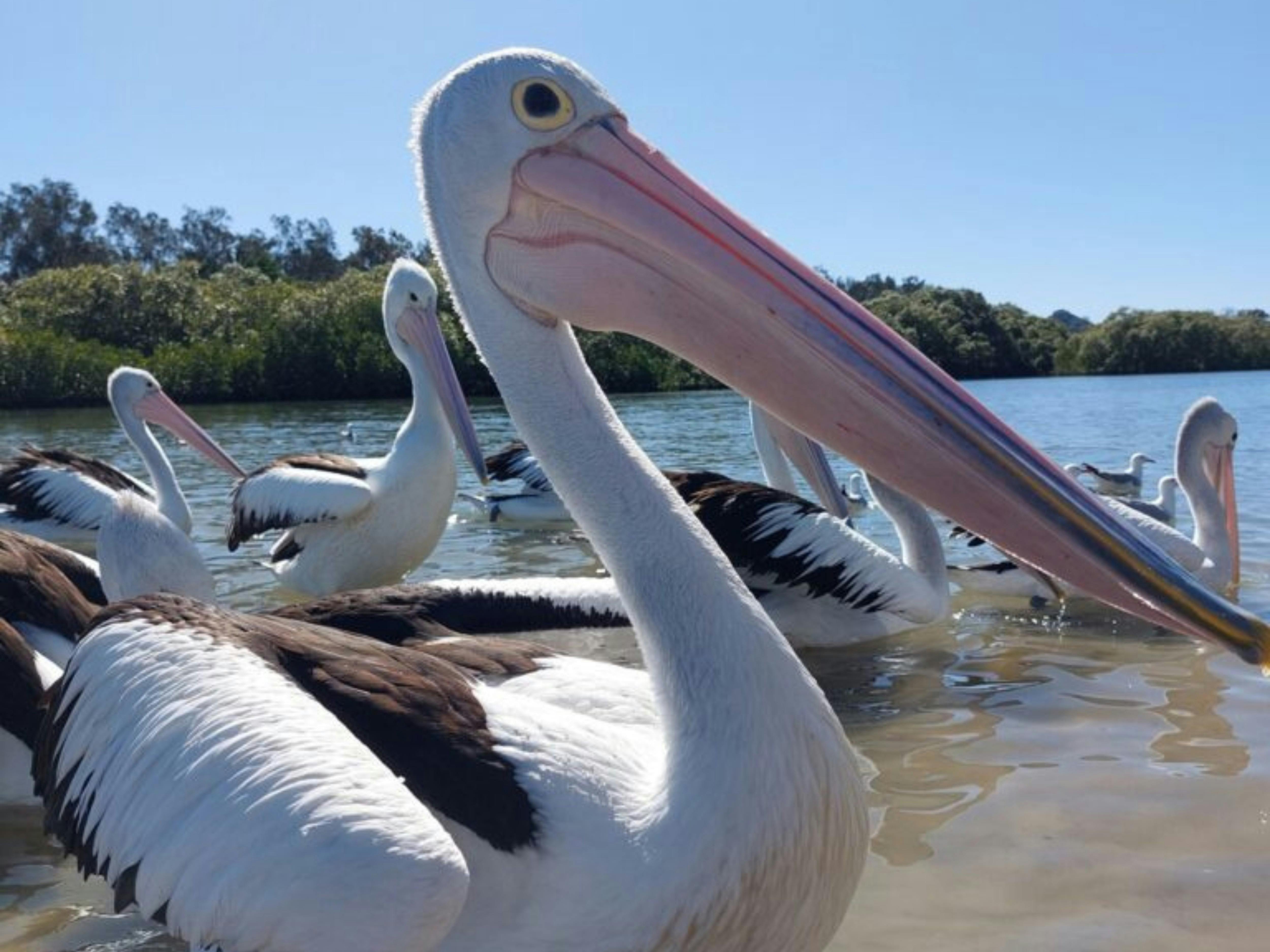 Close up photo of pelican.