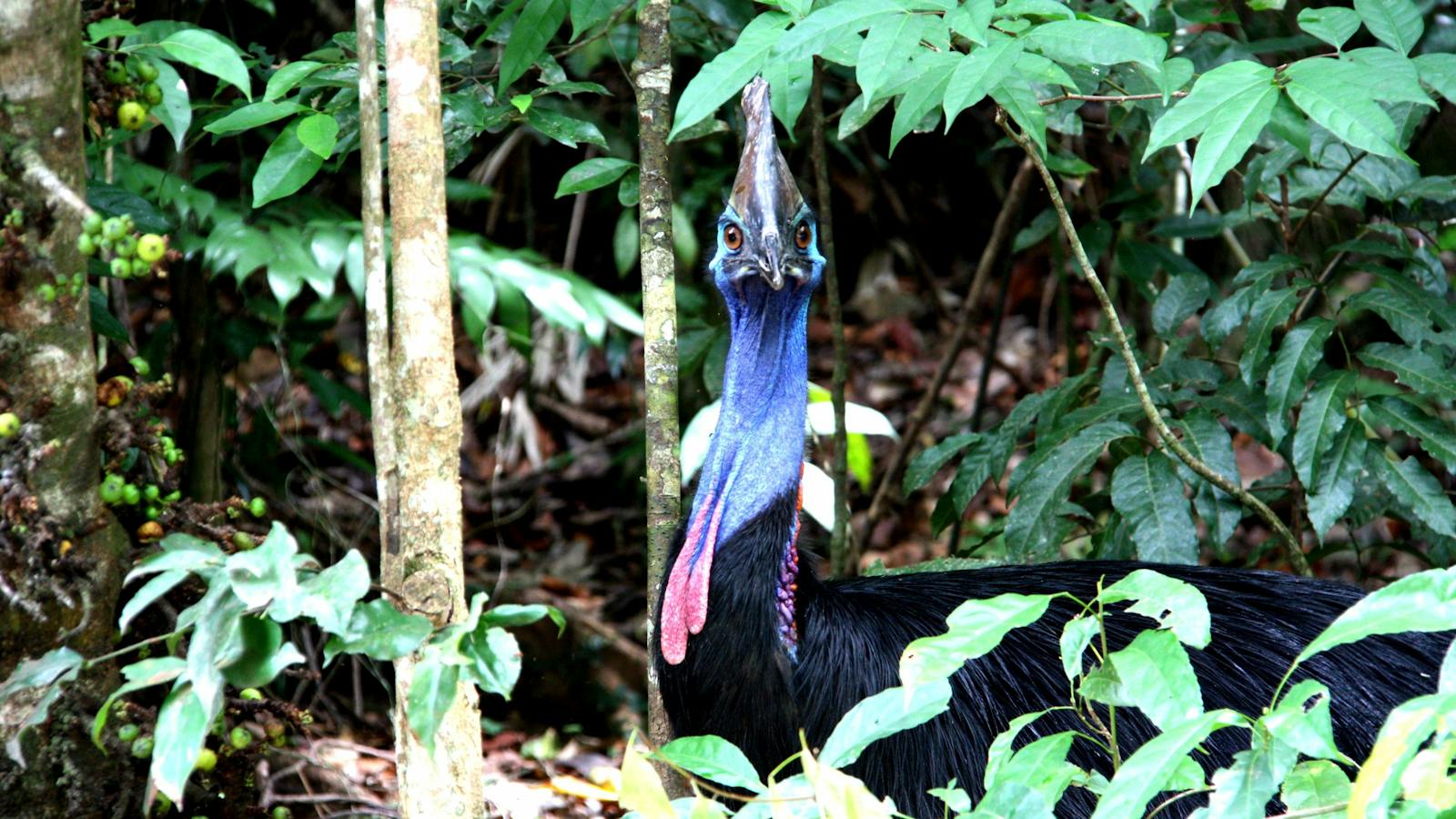 Daintree Rainforest Tour with Tony's Tropical Tours -Cassowary at Noah Valley