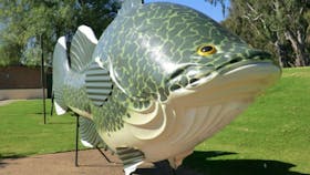 Big Murray Cod - Courtesy Tocumwal on the Murry Website