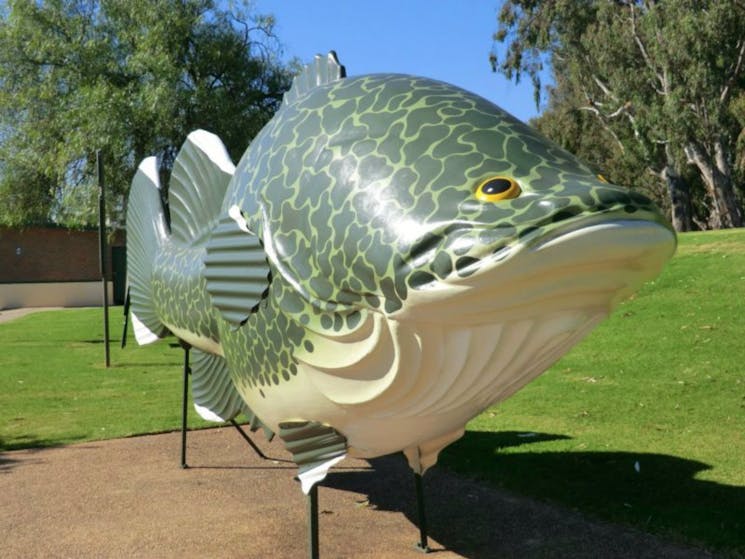 Big Murray Cod - Courtesy Tocumwal on the Murry Website