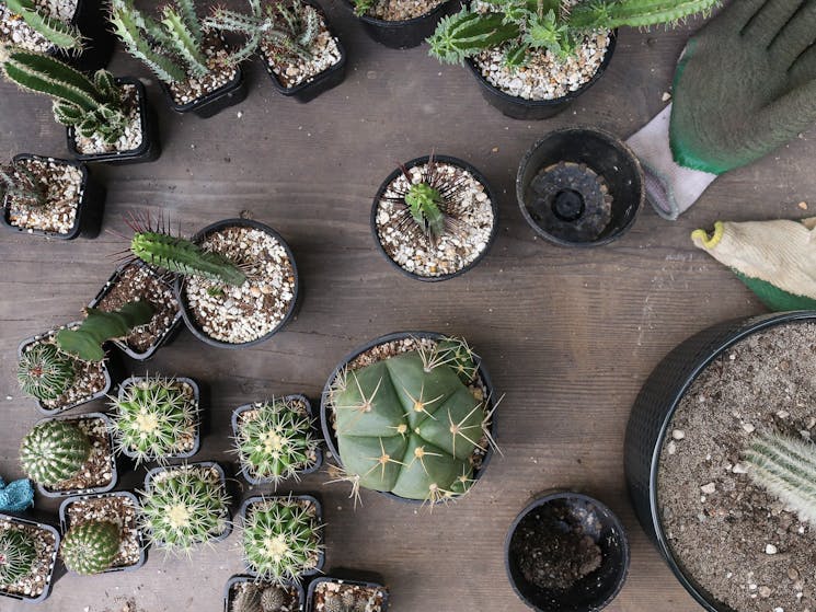 Cactus Workshop