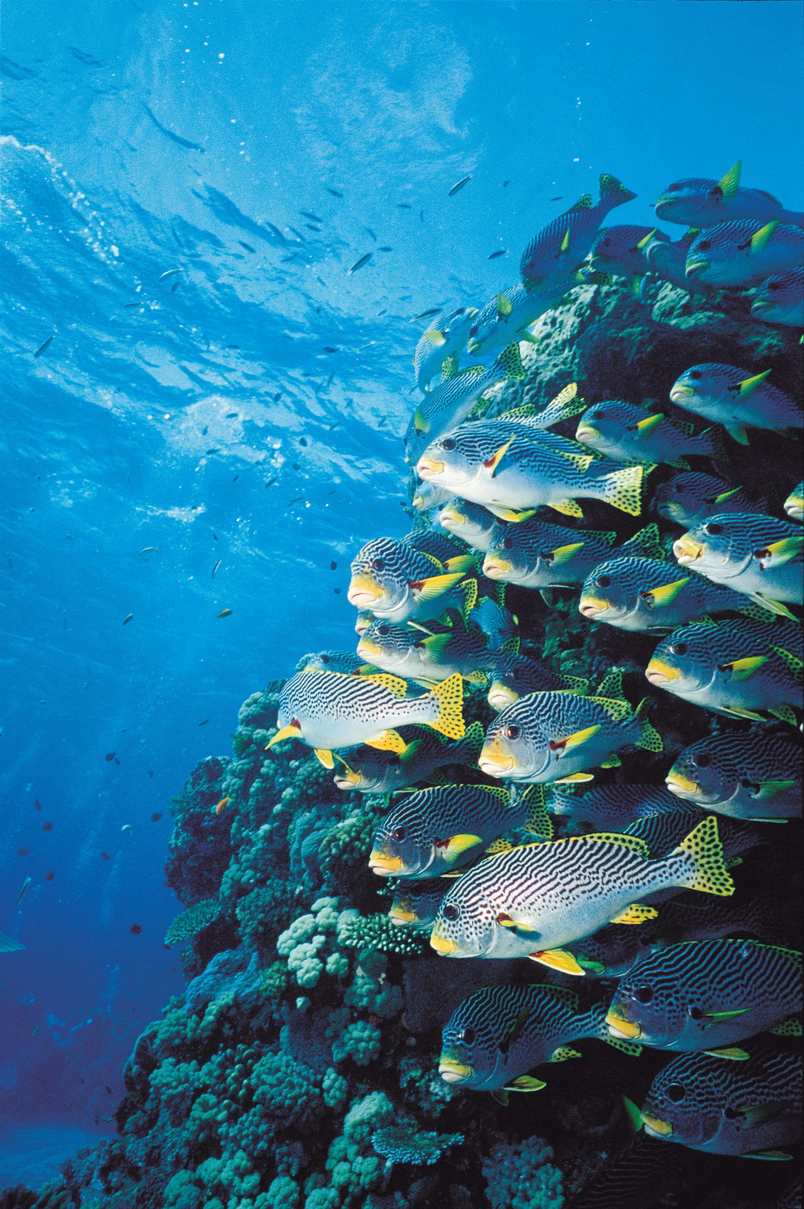 School of Sweetlips Ocean Free