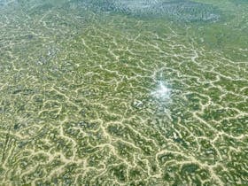 looking out of the plane to water fingerlings dispersing over Kati Thanda - Lake Eyre