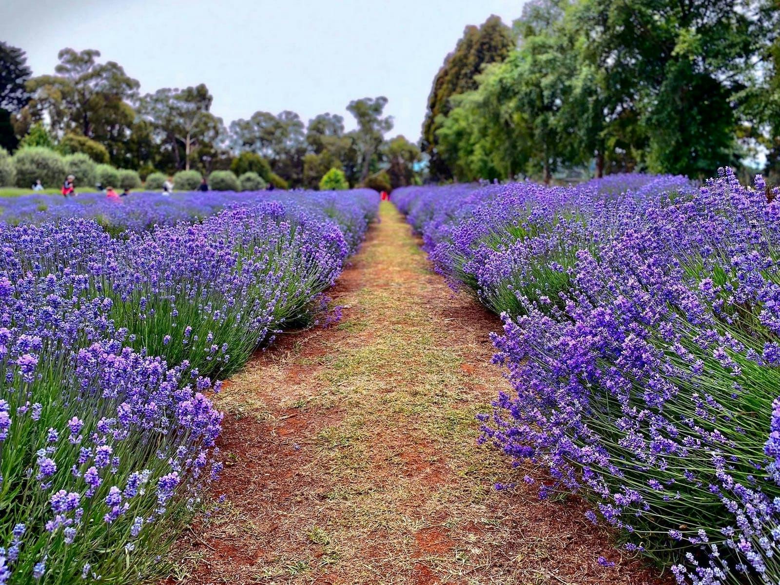 Full Bloom