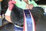 Poulty