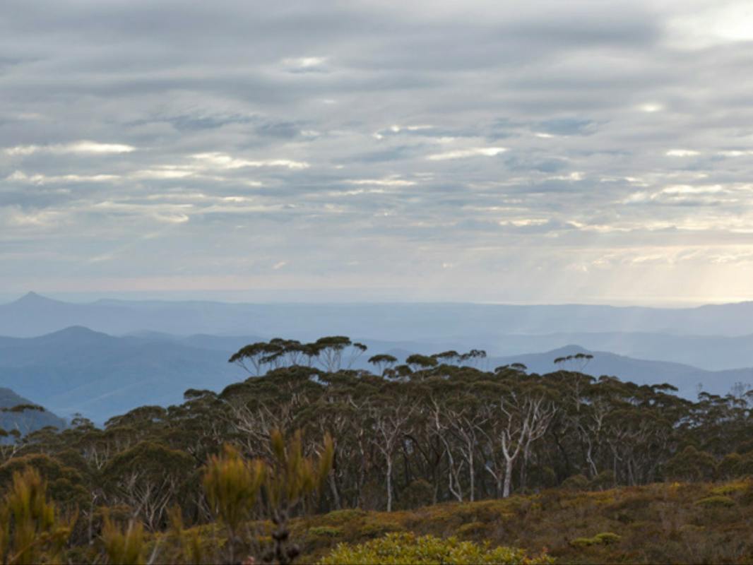 Mount Budawang trail