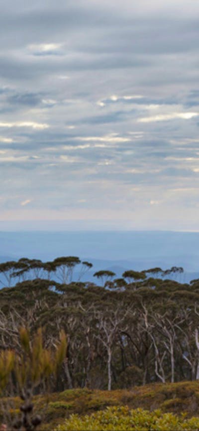 Mount Budawang trail