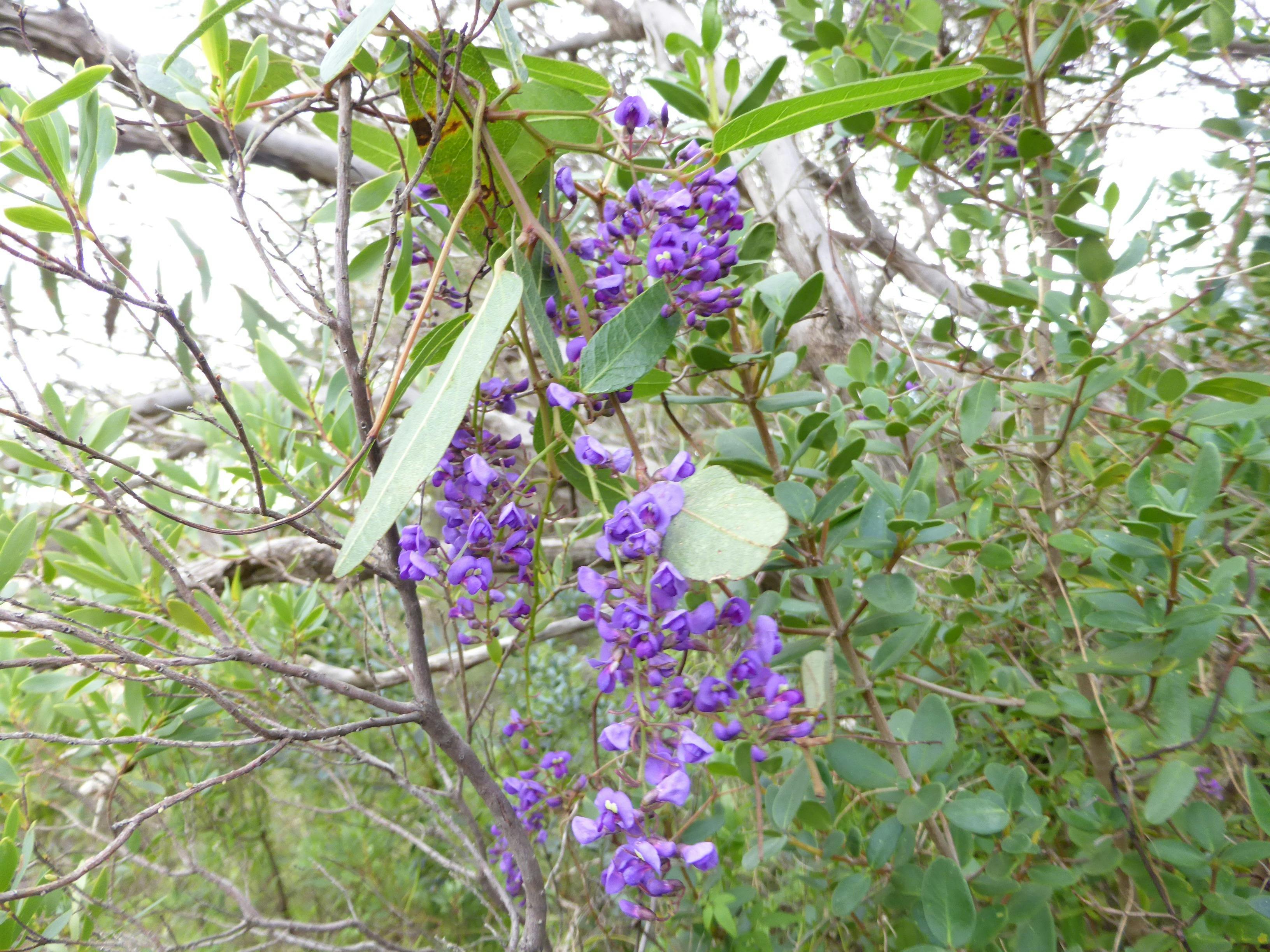 Hardenbergia