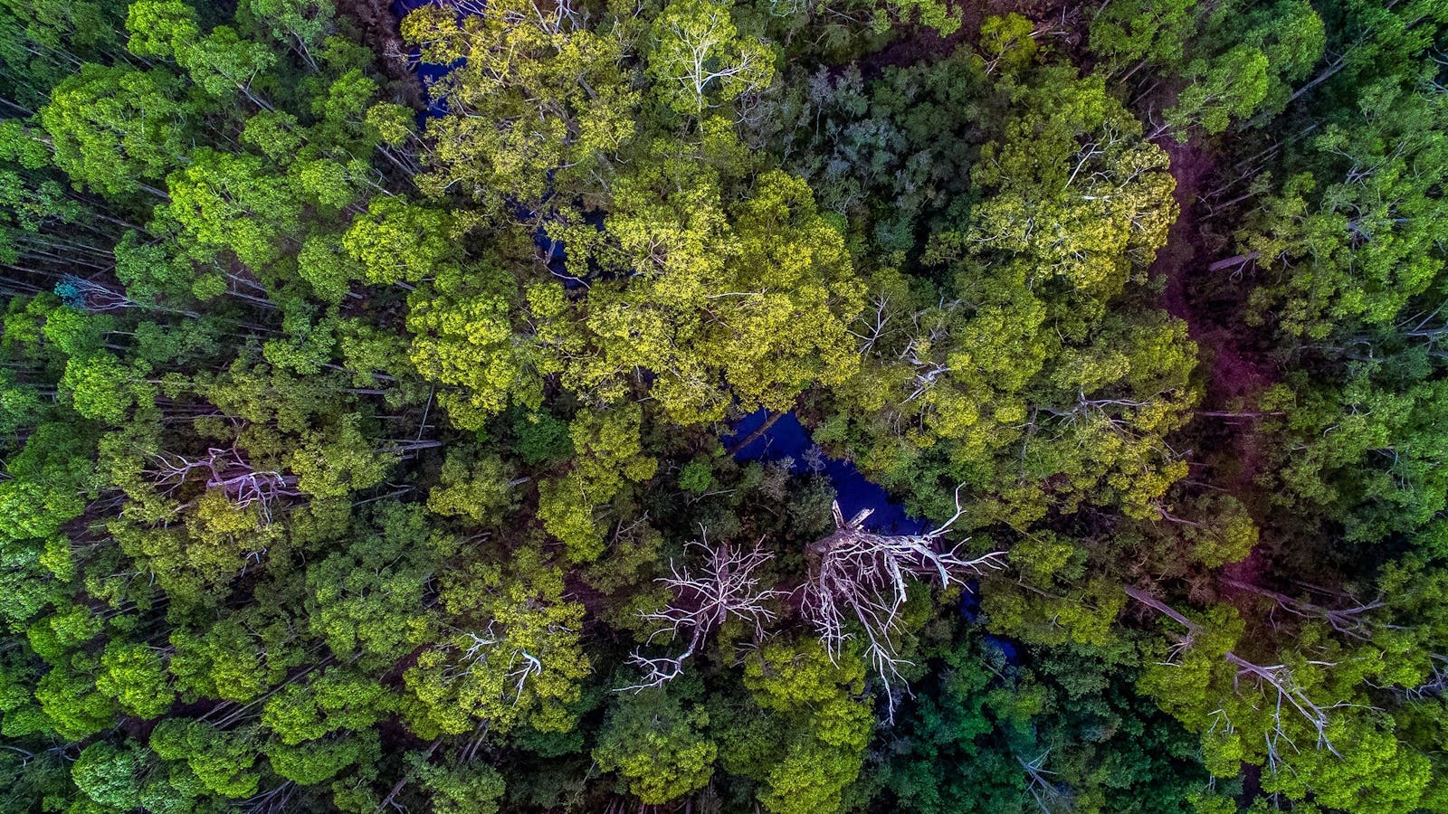 Saintys Creek Cottage: drone shot of Saintys Creek Cottage's private bush-land.