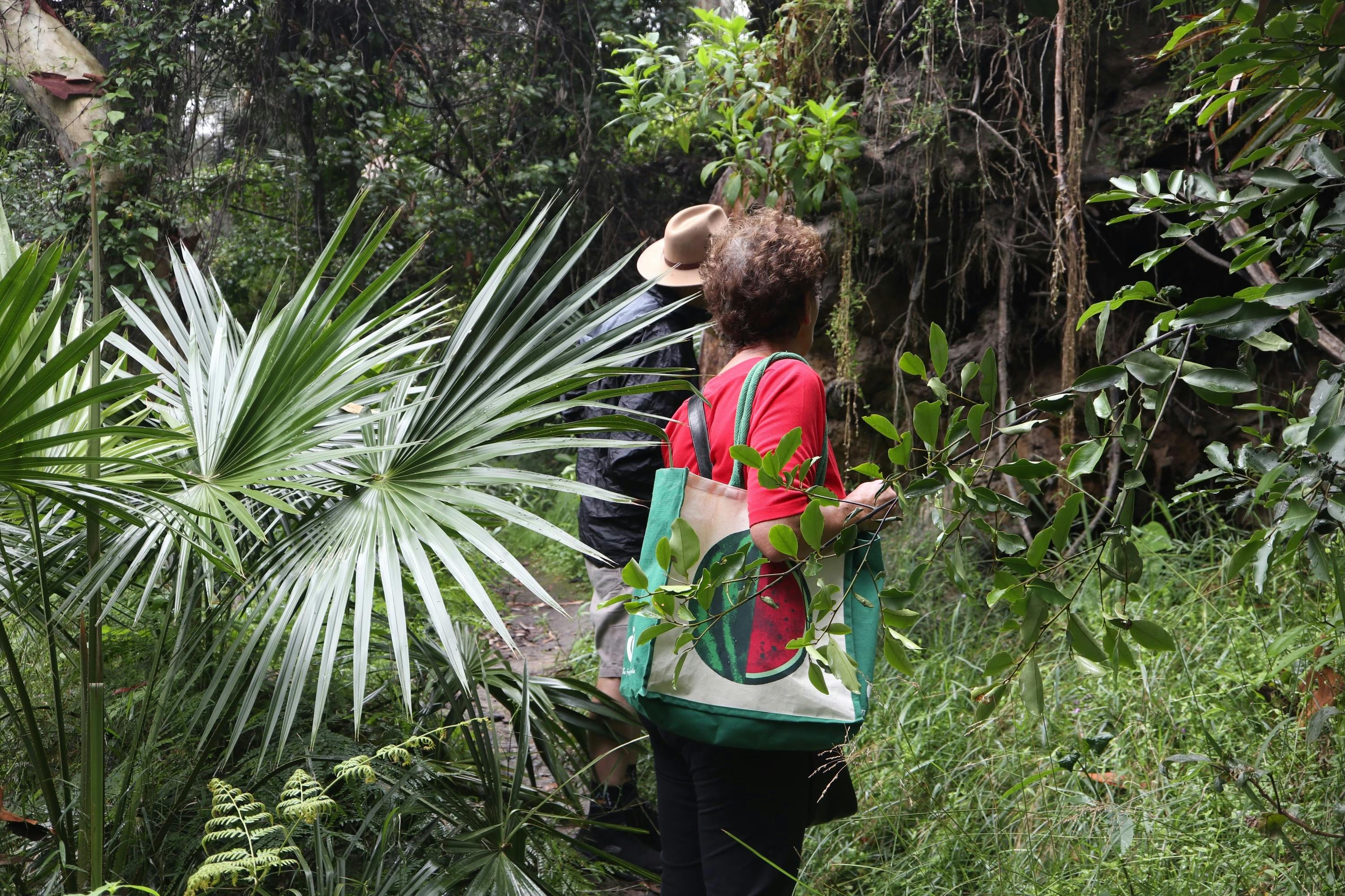 Explore a rainforest