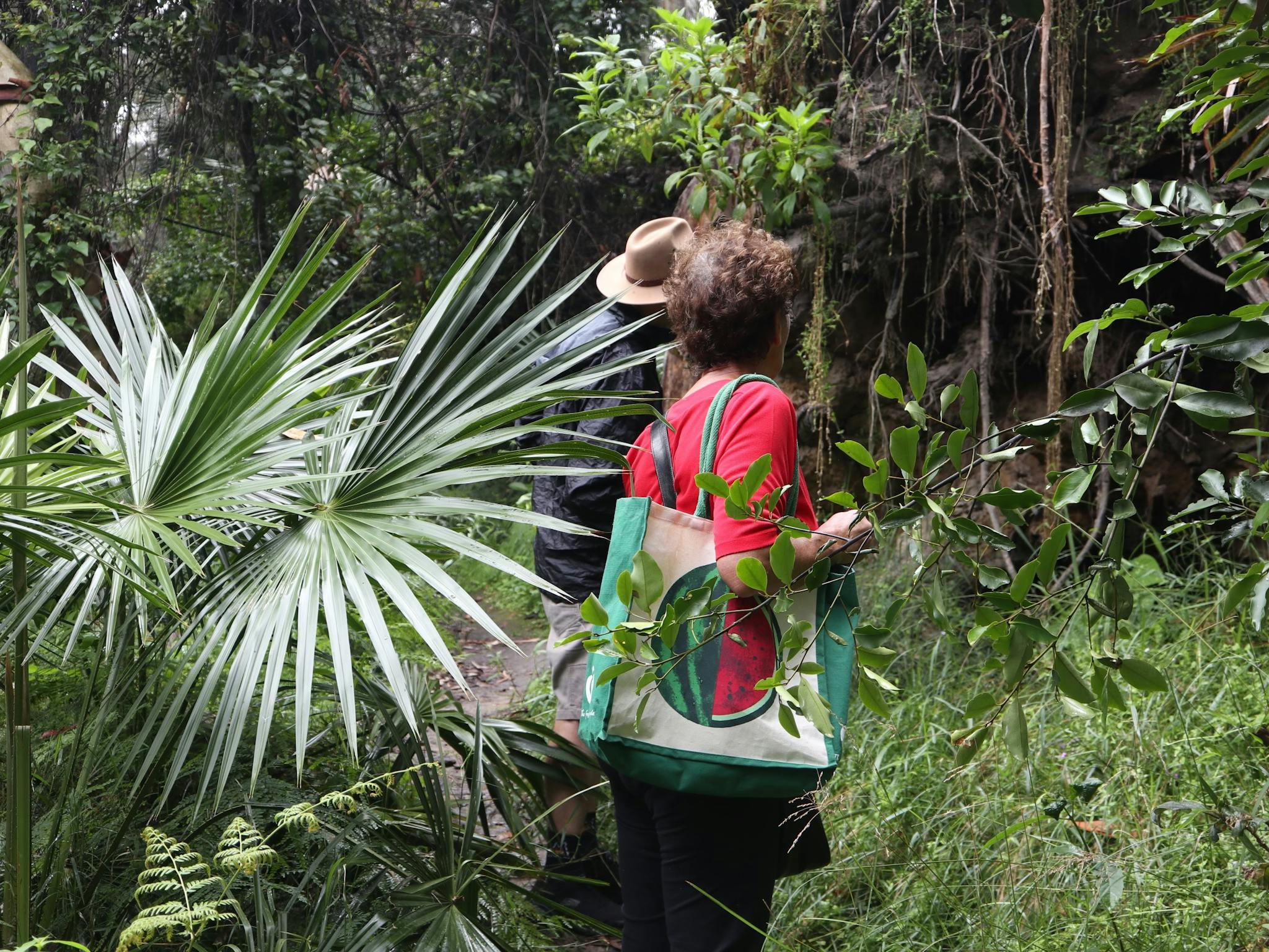 Explore a rainforest