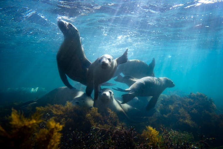 Double Adventure Snorkel with Sea Lions and Giant Cuttlefish