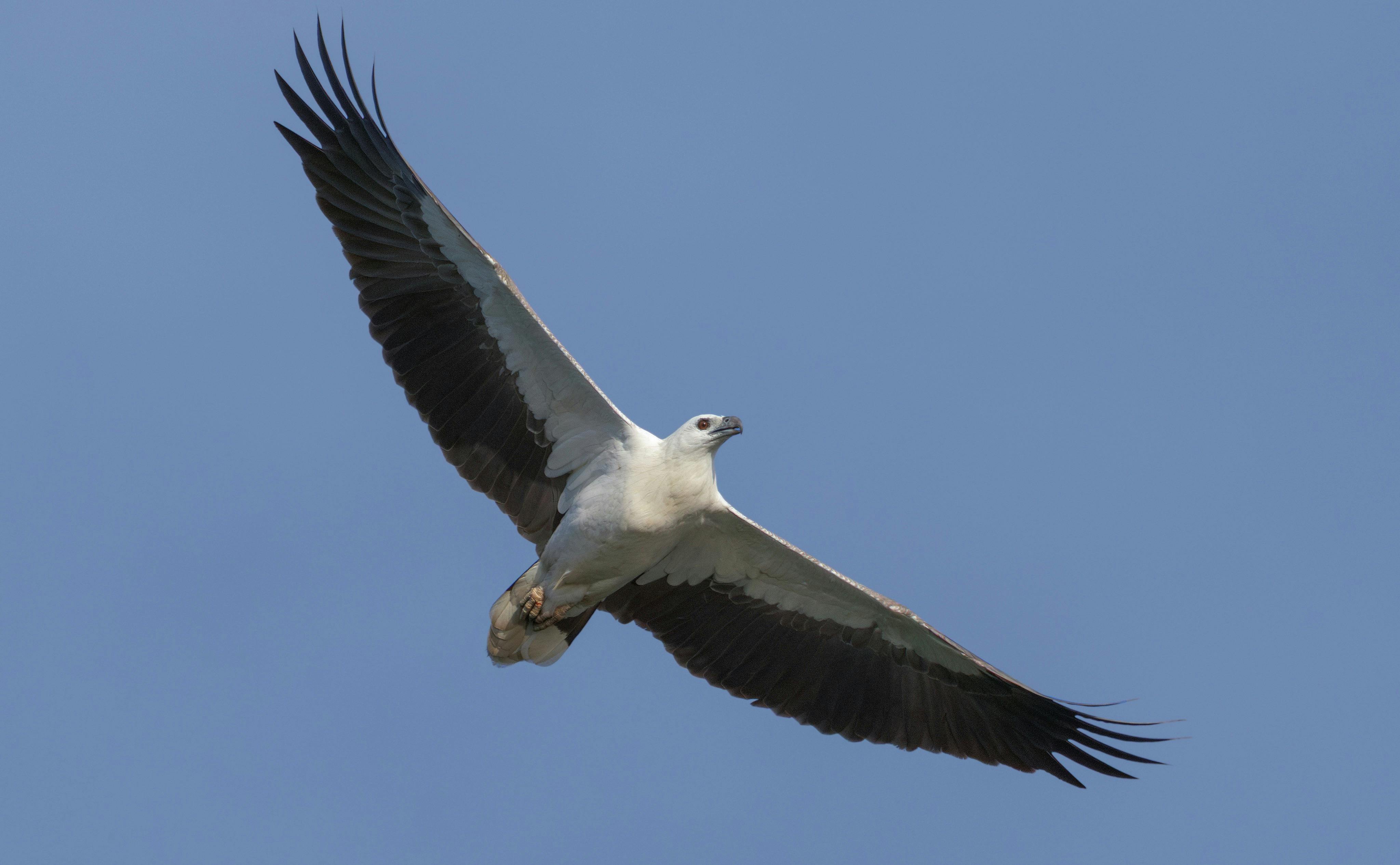 White-bellied Sea-eagle (Icthyophaga leucogaster) soaring above the wetlands of Fogg Dam, NT