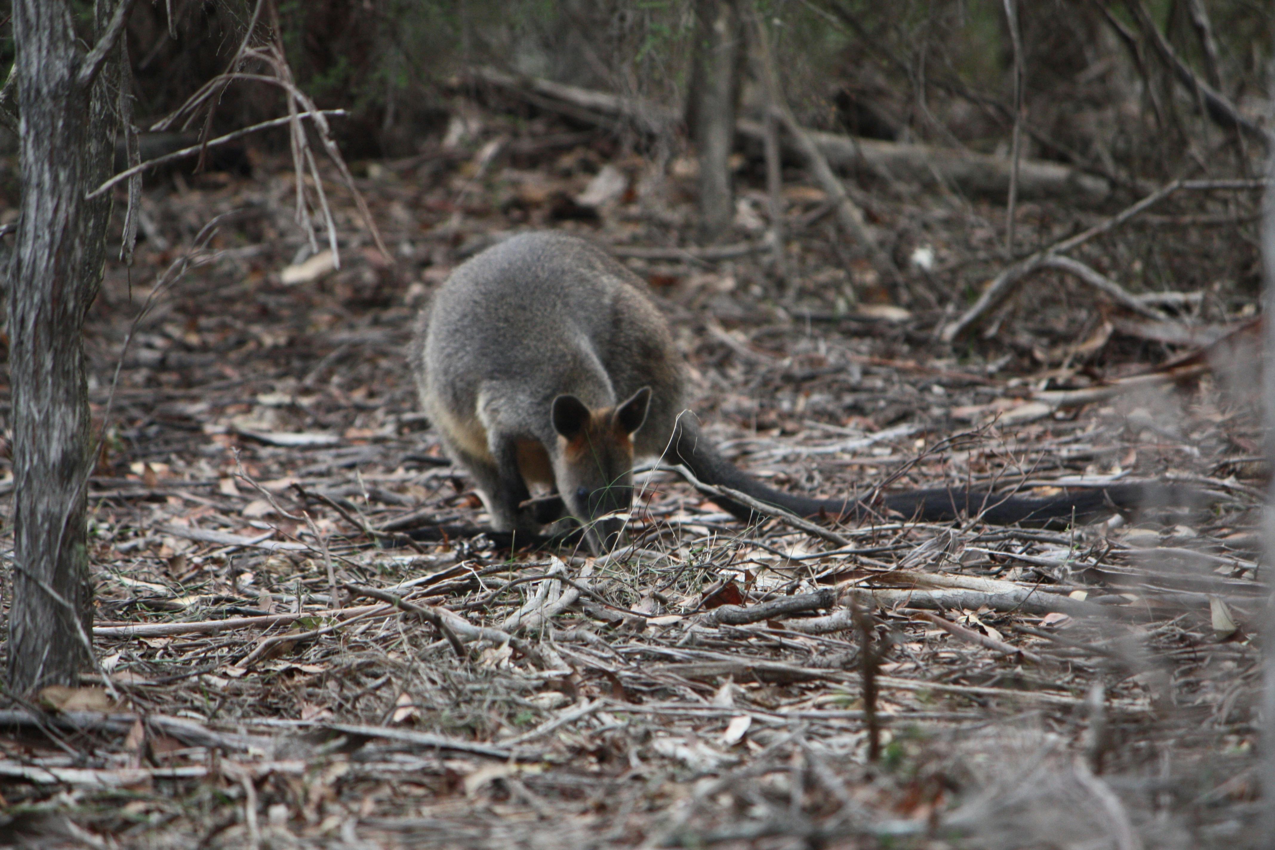 Yili-njili Cycle and Walkway, Tathra to Kalaru bike track, Bega, Sapphire Coast