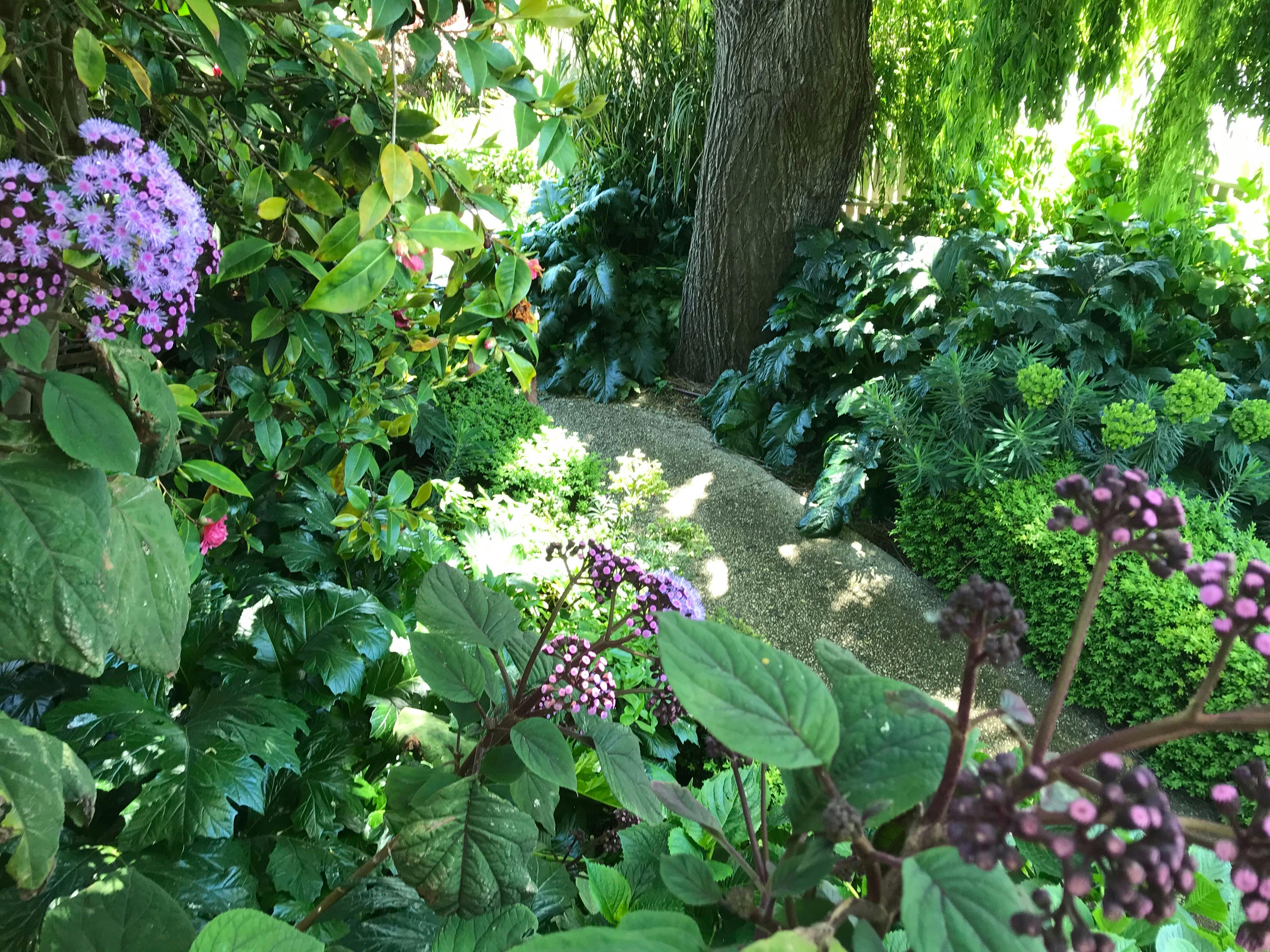 Open Gardens Victoria - Hydrangea House, shady pathway