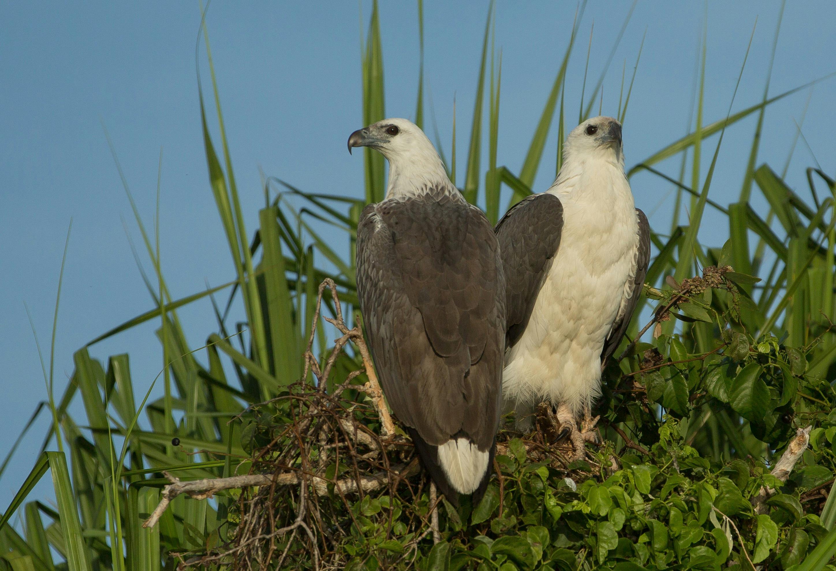 White Bellied Sea Eagles