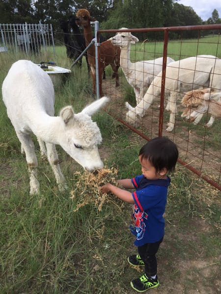 Special Event Photos with Alpacas