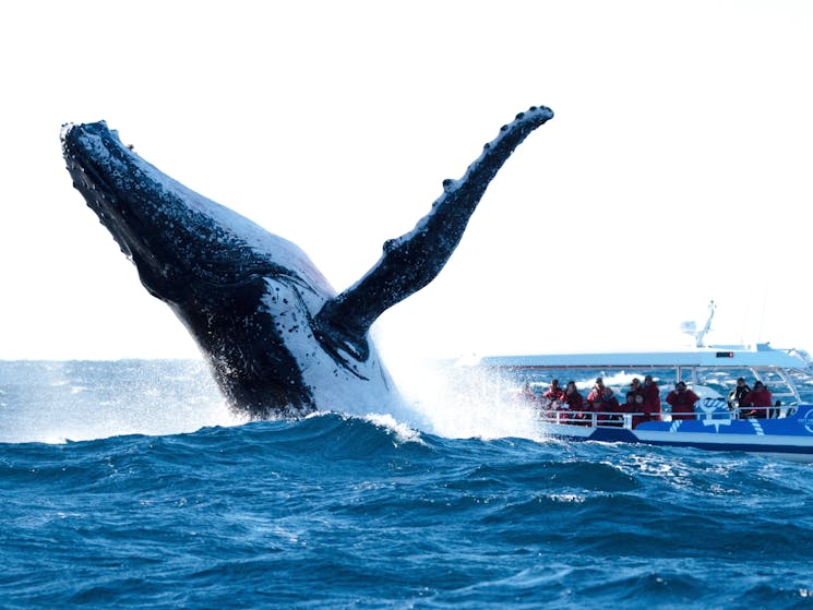Humpback whale breaching in front of our vessel