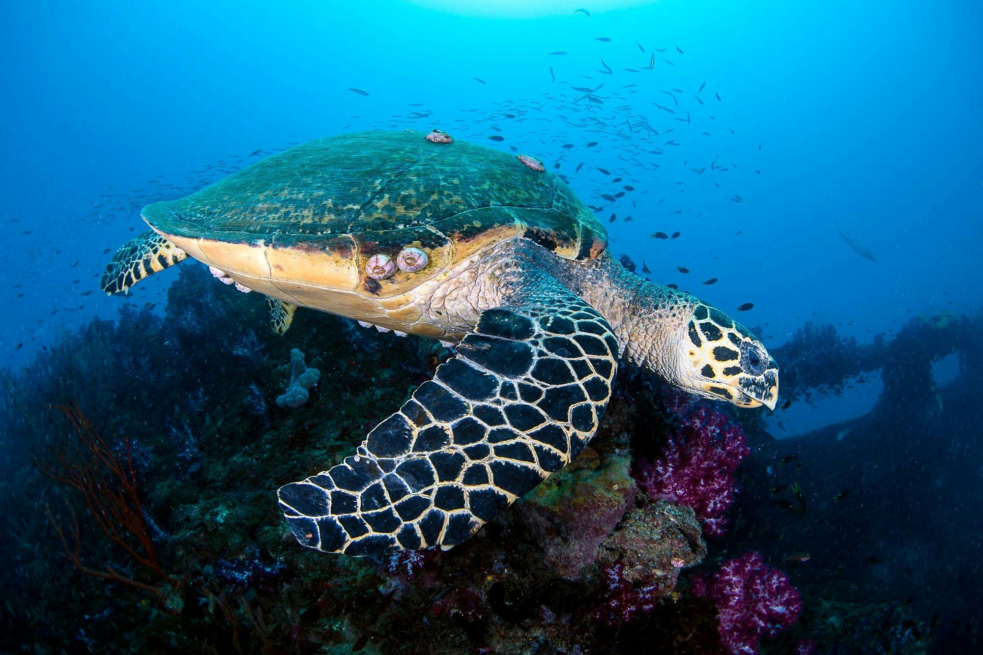 Turtles are regular visitors