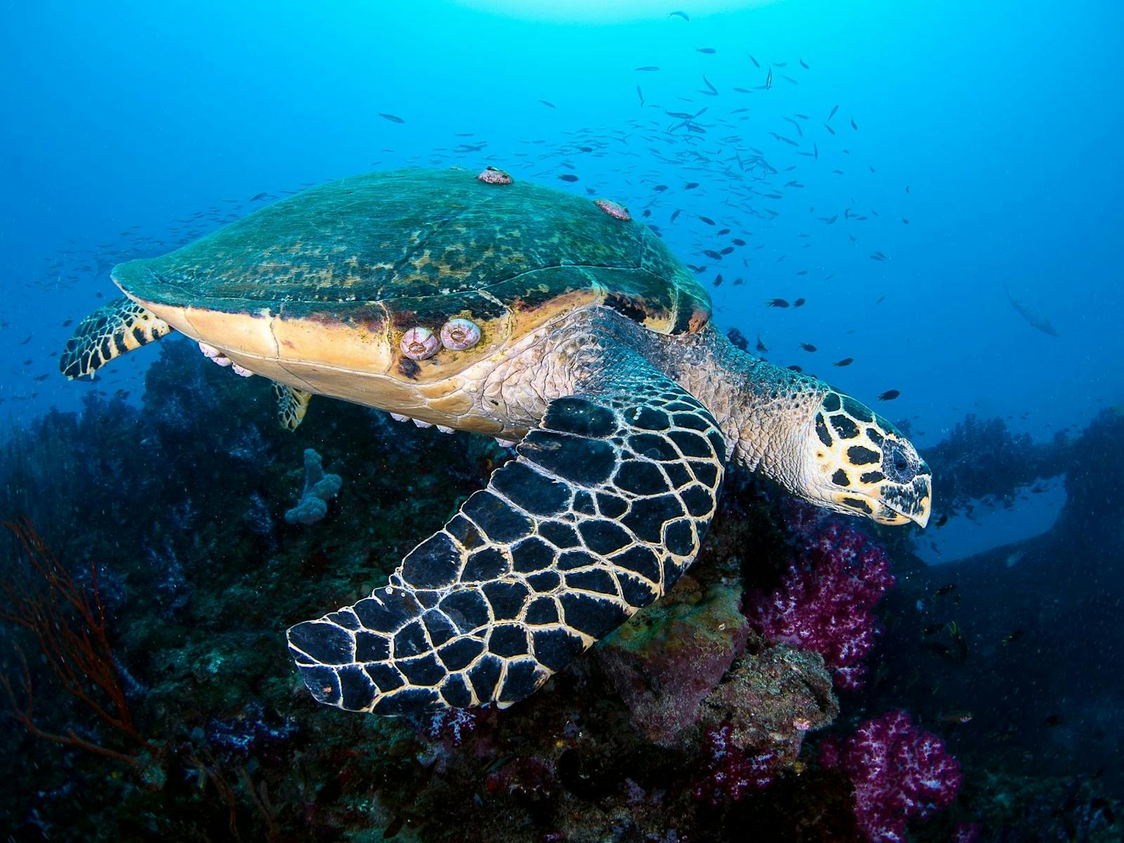 Turtles are regular visitors Turtles are regular visitors