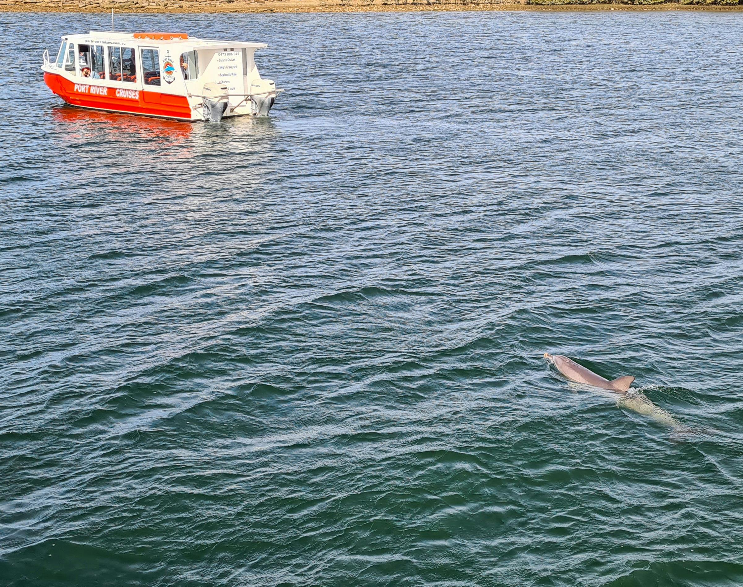 A dolphin swims up to the PRC 16-Seater