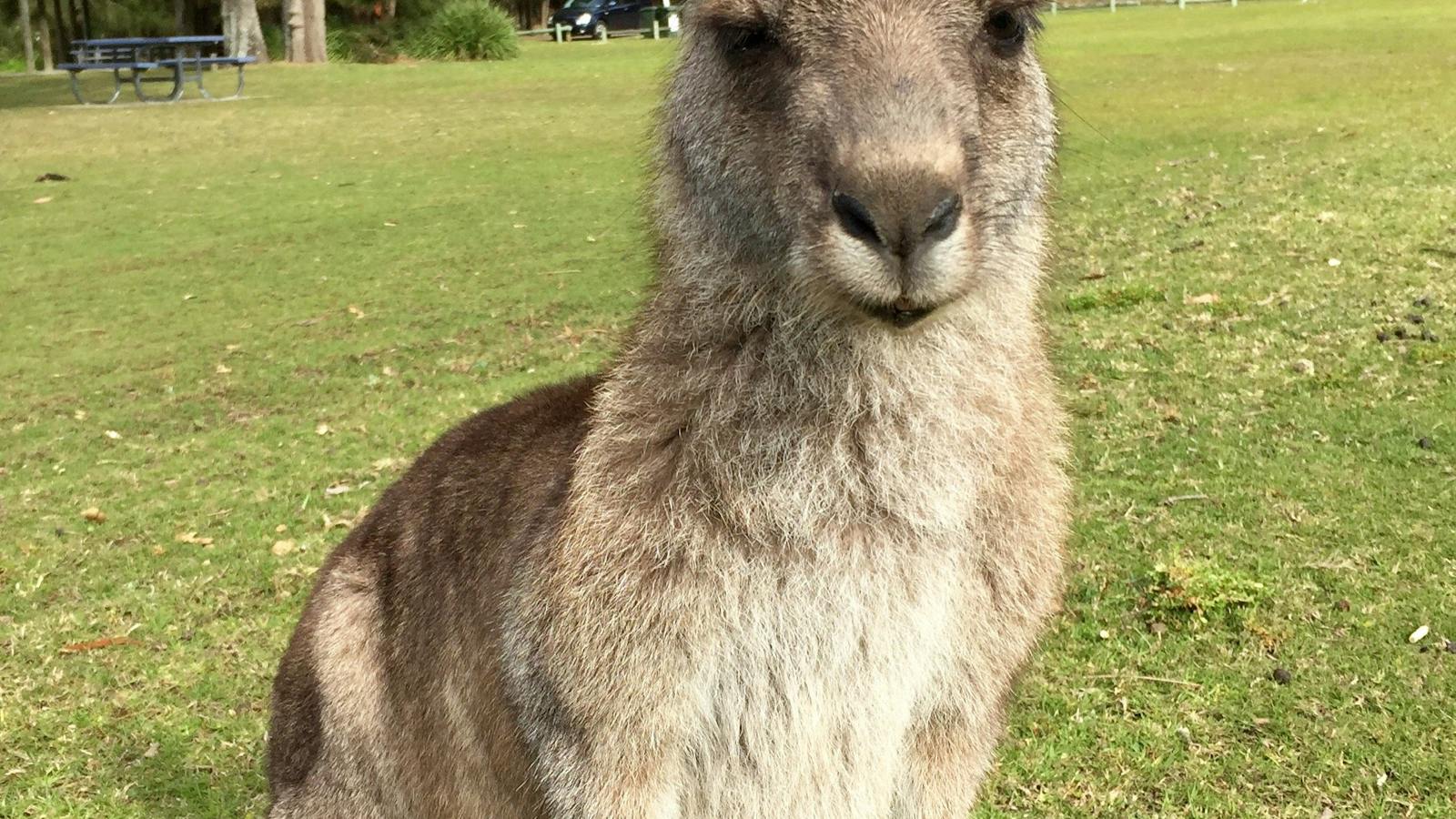 Kangaroo, Lake Conjola