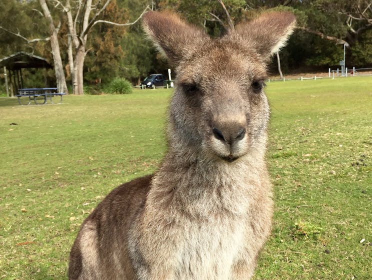 Kangaroo, Lake Conjola