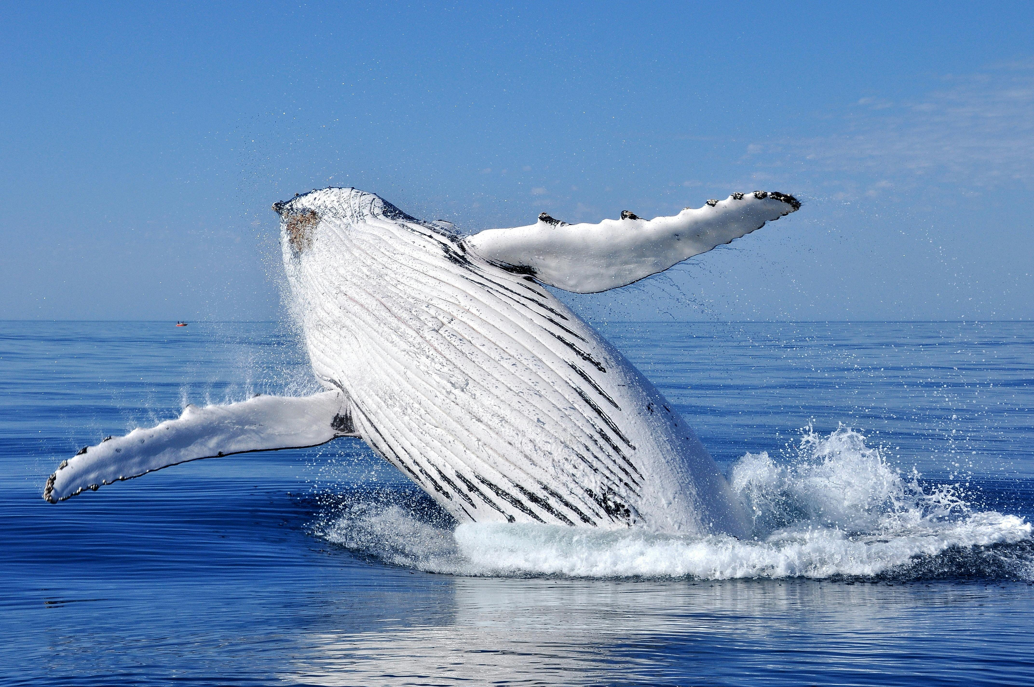 South West and Golden Outback itinerary, Busselton, Western Australia