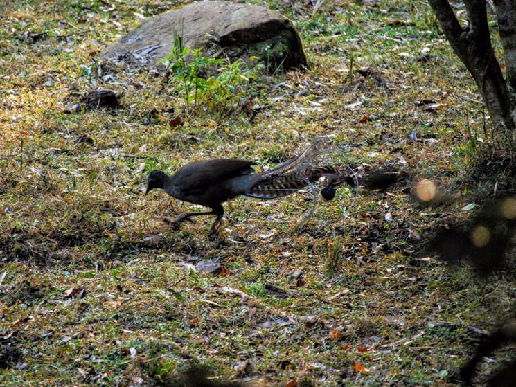 A lyrebird - often heard and sometimes seen