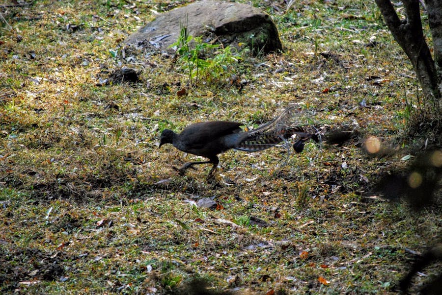 A lyrebird - often heard and sometimes seen