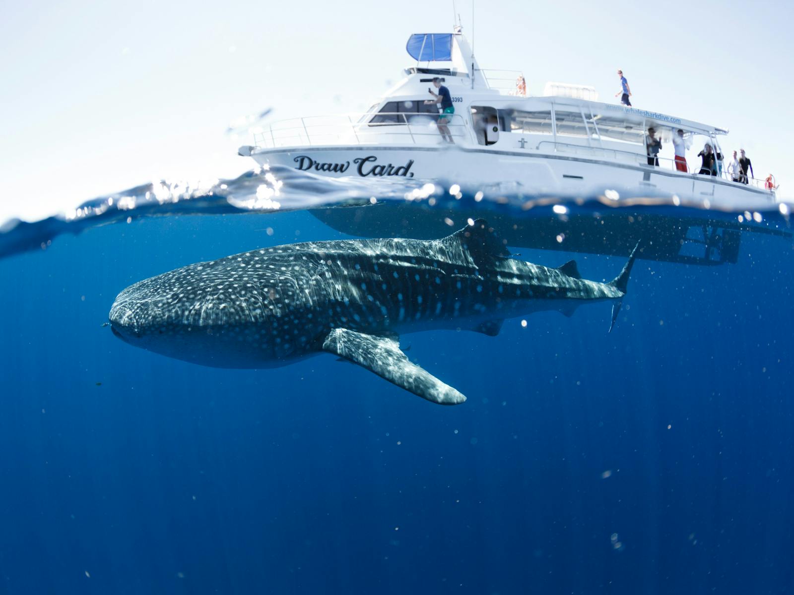 Three Islands Whale Shark Dive