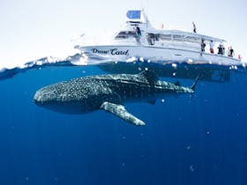 Three Islands Whale Shark Dive, Exmouth, Western Australia